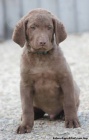 Chesapeake bay retriver-hn�d� s PP jako hn�d� labr