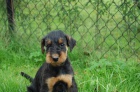 Erdelterier - Airedale terier - �t��ata