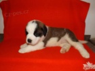 �t���tka - Svatobernardsk� pes