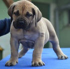BOERBOEL  S PP -  fenka