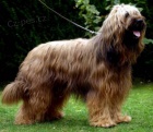 Briard �t�n�tka - kennel DALIDO