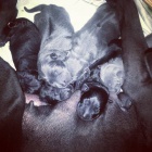 Thajsk� ridgeback - modr� a �ern� �t���tka