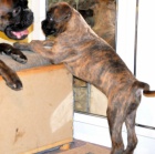 Fenka ��h. �t��. boxerky  s PP