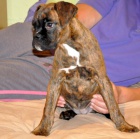 Fenka ��h. �t��. boxerky  s PP