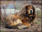 Tibetsk� doga - �t��ata 2014/2015