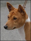 �t���tka BASENJI