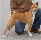 �t���tka BASENJI