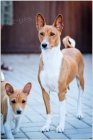 �t���tka BASENJI