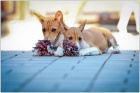 �t���tka BASENJI