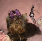 Barevn� varianty jork��rk� s PP