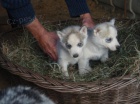 �ty�i modr� o�i sibi�sk� Huskys �t��ata