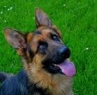 Pred�m nemeck�ho ov�iaka