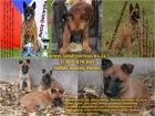 Belgick� ov��k malinois s PP - odb�r ihned