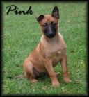 Belgick� ov��k malinois s PP - odb�r ihned