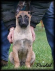 Belgick� ov��k malinois s PP - odb�r ihned