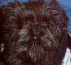 �t��ata opi��ho pin�e