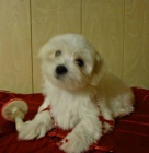 Malt�zsk� ps�k