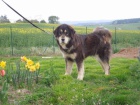 Tibetsk� doga - �t��ata s PP, duben 2015