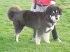 Tibetsk� doga - �t��ata s PP, duben 2015