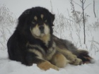 Tibetsk� doga - �t��ata s PP, duben 2015