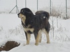 Tibetsk� doga - �t��ata s PP, duben 2015