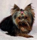 Pejsci jork��rsk�ho teri�ra