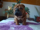 �arpej, Shar-pei