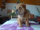 �arpej, Shar-pei