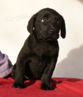 Labradorsk� retriever s PP