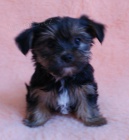 Jor��rsk� terier v �ern� a �okol�dov� barv� s PP