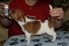 Jack Russel terier  - hladk� vrh