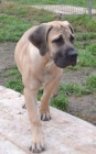 BOERBOEL  S PP -   fenka, 4 m�s�ce
