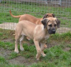 BOERBOEL  S PP -   fenka, 4 m�s�ce