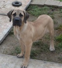 BOERBOEL  S PP -   fenka, 4 m�s�ce