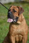 BOERBOEL  S PP -   fenka, 4 m�s�ce