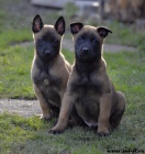 Bel.ov��k - malinois