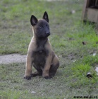 Bel.ov��k - malinois