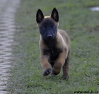 Bel.ov��k - malinois