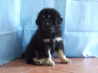 Tibetsk� doga �t�n� s PP 2014