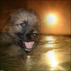 �t��ata n�meck�ho ov��ka s PP