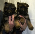 n�meck� ov��k - �t���tka