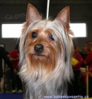 Australsk� silky teri�r - �t���tka