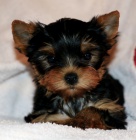 �t��ata jork��rsk�ho teri�ra