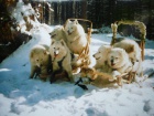 Samojed �t��ata