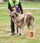 �arplaninsk� pasteveck� pes ke kryt�