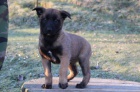 Belgick� ov�iak-Malinois