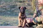 Belgick� ov�iak-Malinois