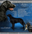 Kryt� Flat Coated Retrieverem