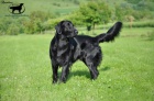 Kryt� Flat Coated Retrieverem