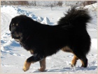 Tibetsk� doga - �t���tka